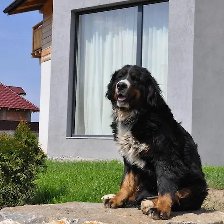 Swiss